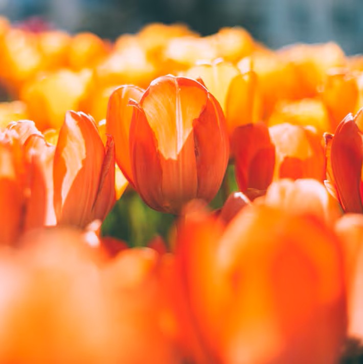 oranjetulpen Oranjevereniging Barlo - Image Alt
